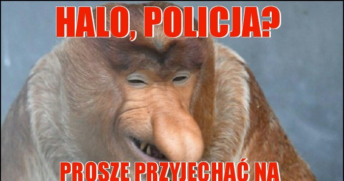 halo-policja_2019-04-10_14-34-15.jpg.a0ca3a997663b1f7fed4db5abdf25b1c.jpg