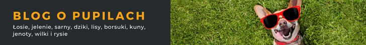 zarabianie na blogu o psach