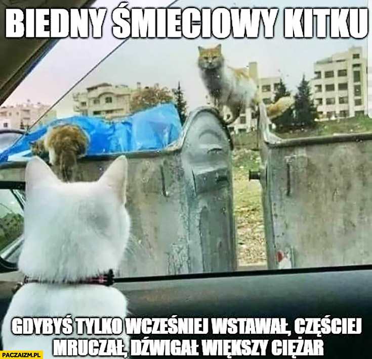 biedny-smieciowy-kitku-gdybys-tylko-wczesniej-wstawal-czesciej-mruczal-dzwigal-wiekszy-ciezar.jpg.d255510d7e71f6029cc98cc728f9c32f.jpg